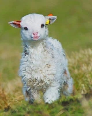 Cute Little Lamb paint by numbers