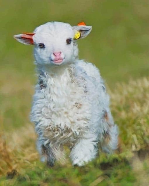 Cute Little Lamb paint by numbers