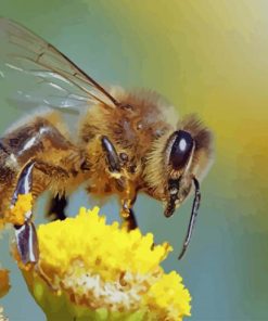 bee on the flower paint by numbrers