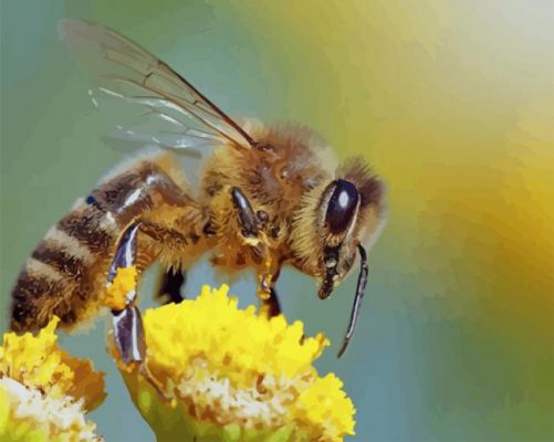 bee on the flower paint by numbrers