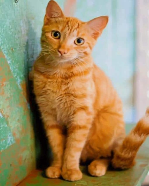 Cute Orange Cat paint by numbers