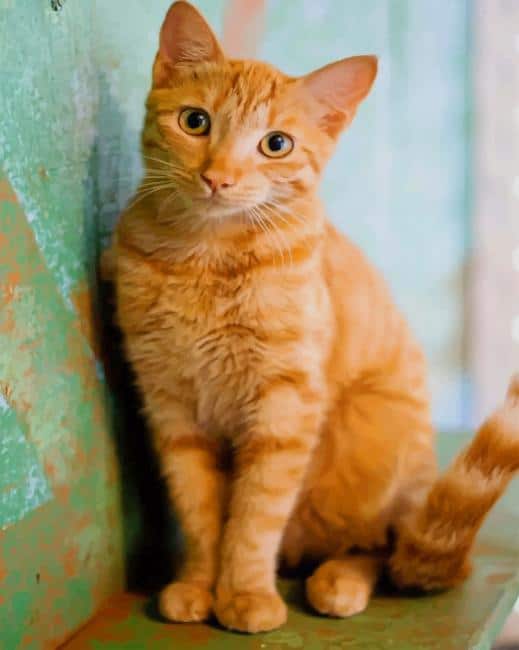Cute Orange Cat paint by numbers