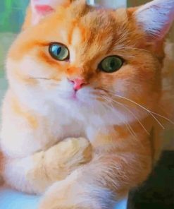 Cute Orange Cat paint by numbers