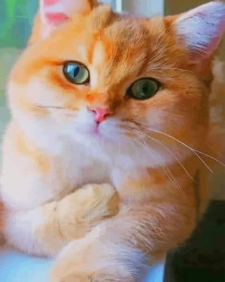 Cute Orange Cat paint by numbers