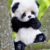 Cute Panda Paint By Numbers