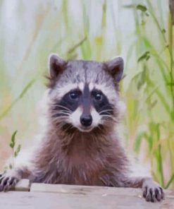 Cute Raccoon paint by numbers