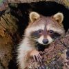 Cute Raccoon paint by numbers