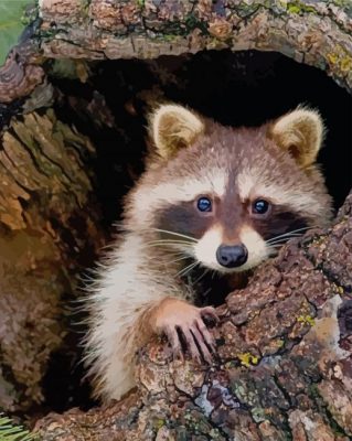 Cute Raccoon paint by numbers