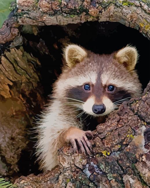 Cute Raccoon paint by numbers