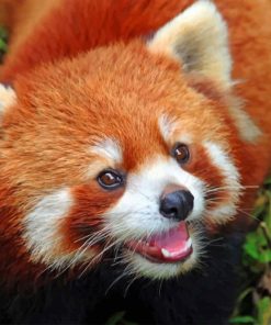 Baby Red Panda paint by numbers