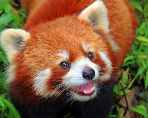 Baby Red Panda paint by numbers