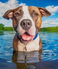 Dog Chilling In Water paint by numbers