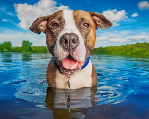 Dog Chilling In Water paint by numbers