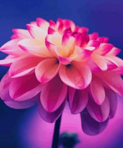 Dahlia Pink Flower paint by number