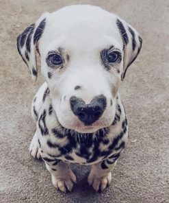 Dalmata With Heart Nose paint by numbers