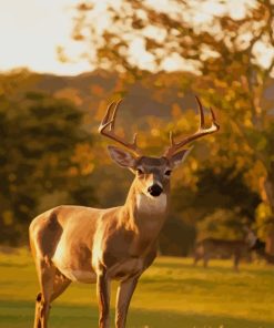 Beautiful Deer paint by numbers