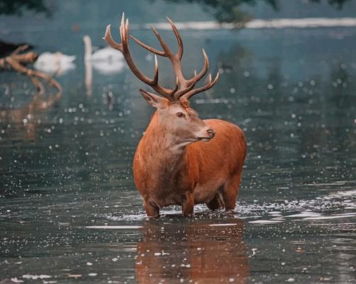 Deer In Water paint by numbers