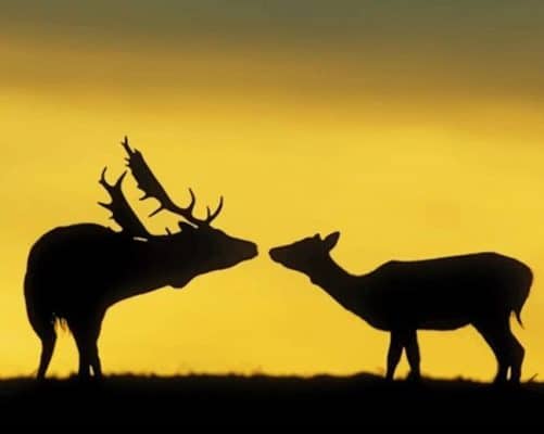 Deers Socializing At Sunset paint by numbers