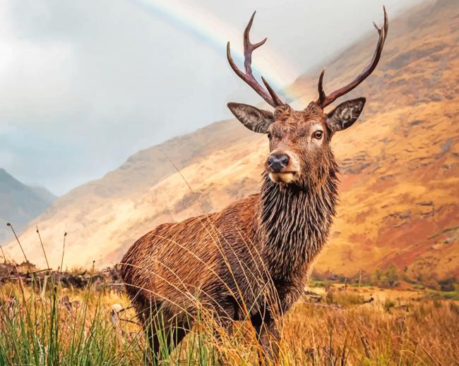 Deer In A Rainy Weather paint by numbers