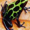 Dendrobates Tinctorius Sipaliwini Frog paint by numbers