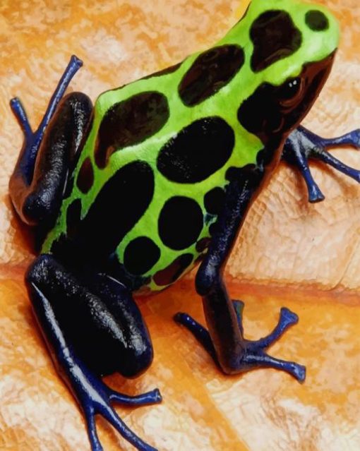 Dendrobates Tinctorius Sipaliwini Frog paint by numbers