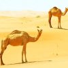 Desert camels golden sand moroco