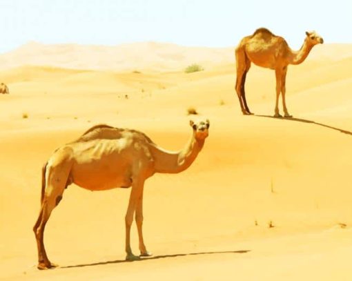 Desert camels golden sand moroco