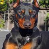 Doberman Dog paint by numbers