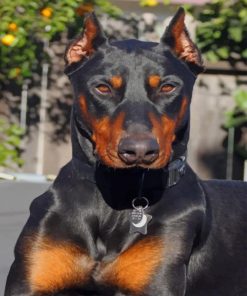 Doberman Dog paint by numbers