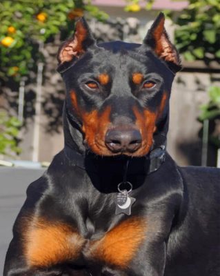 Doberman Dog paint by numbers