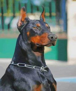 Doberman Dog paint by numbers