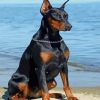 Black Doberman paint by numbers