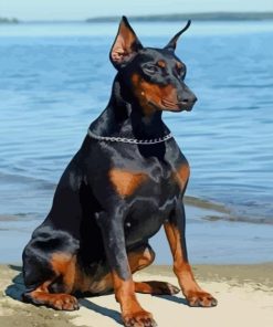 Black Doberman paint by numbers