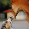 Dog Kissing Horse paint by numbers