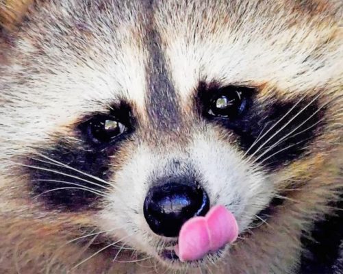 animal dog raccoon painting by numbers