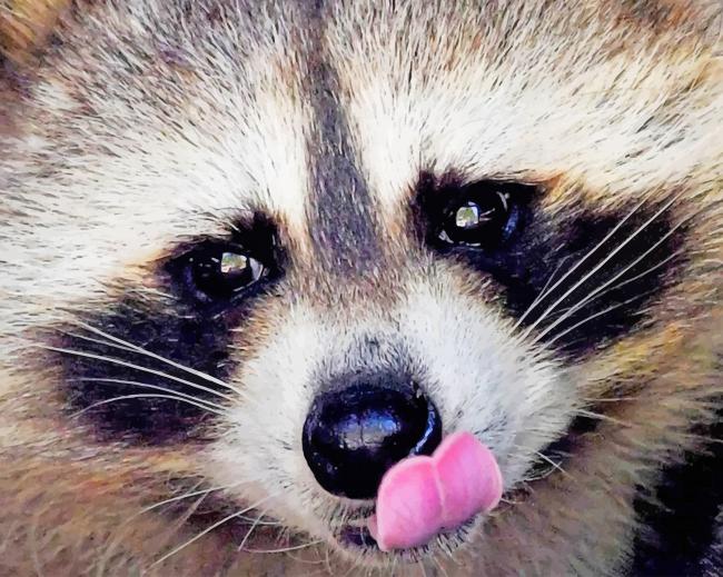 animal dog raccoon painting by numbers