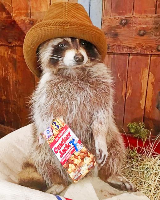 dog raccoon stylish animal painting by numbers