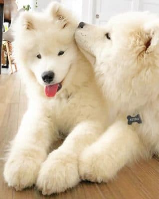 Dogs Puppy Kiss White painting numbers