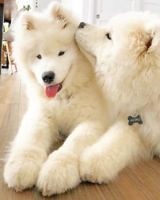 Dogs Puppy Kiss White painting numbers