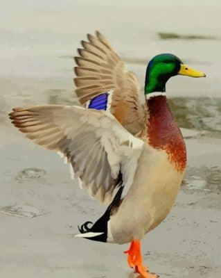 Duck mallard paint by numbers
