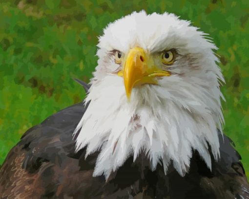 Eagle Bird paint by numbers