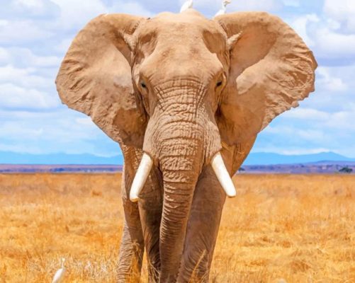 Face To Face With Elephant paint by numbers