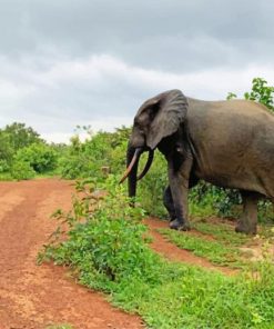 elephant west africa ghana painting by numbers