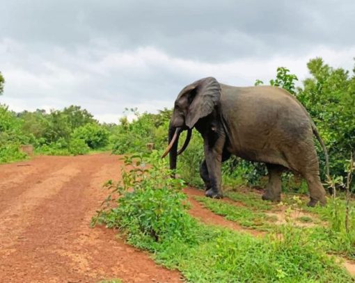 elephant west africa ghana painting by numbers