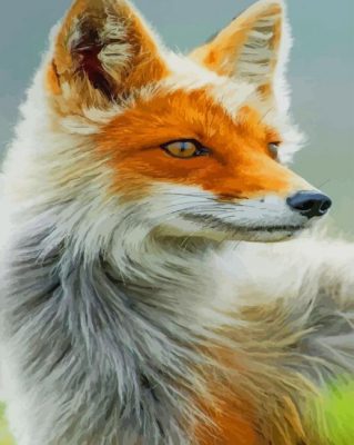 Orange Fox paint by numbers