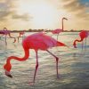 Flamingo Beach Aruba paint by numbers