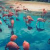 Flamingo Birds Flock paint by numbers