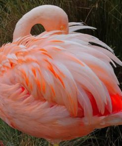 flamingo sleeping position painting by numbers