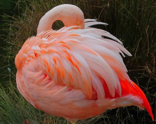 flamingo sleeping position painting by numbers