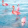 Flamingo At The Beach Paint By Numbers